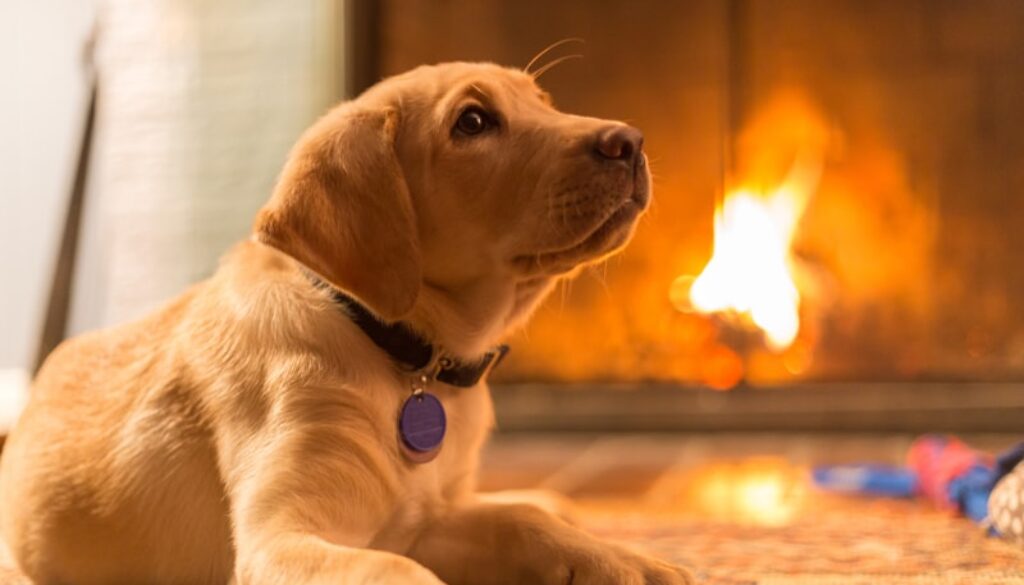 5+Steps+to+Create+a+Pet+Fire+Safety+Plan-min